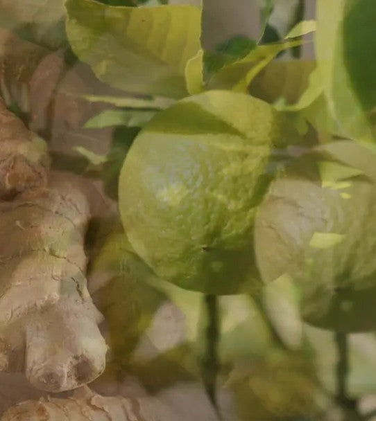 CRP001499GINGER-LIME_2_P